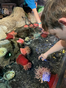 Man touching sea creatures