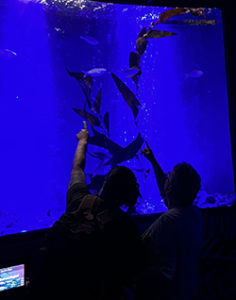 People gazing into a fish tank